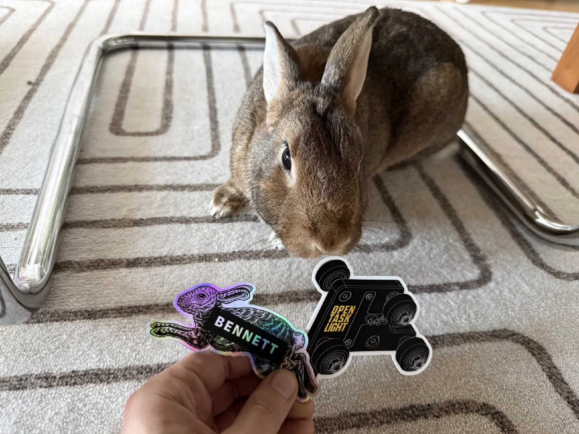 Our rabbit Levee inspecting the stickers